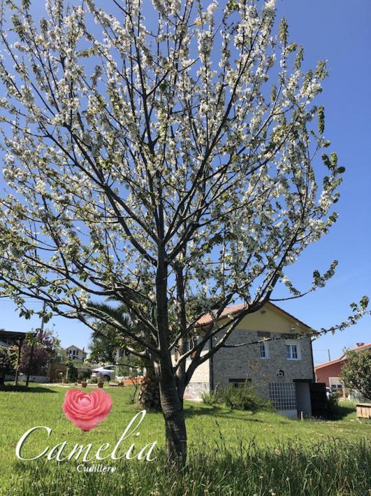Villa Camelia Casina Rural Albuerne Esterno foto